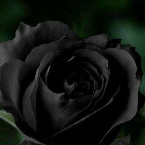 Meet your Posher, Jacqueline